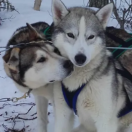 Ollilan Lomamajat بيت للعطل *