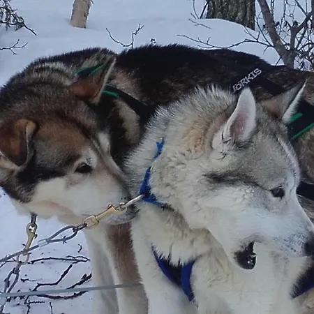 Ollilan Lomamajat Nyaraló Kuusamo