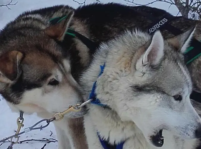 Ollilan Lomamajat Casa de Férias Kuusamo